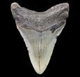 Bargain, Megalodon Tooth - North Carolina #80815-2